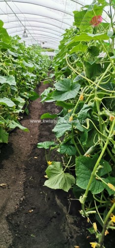 IMG_20220812_185240_505x1080_wm9