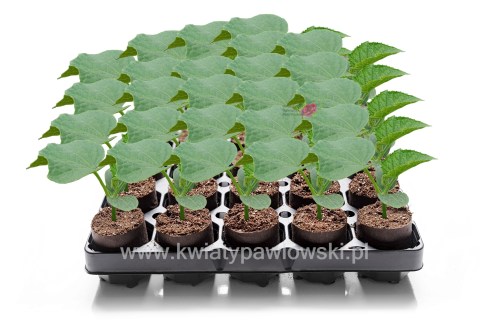 Ogorek_paper_pot_paletka_wm7